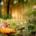 Champéry en automne : randonnées, champignons et nature