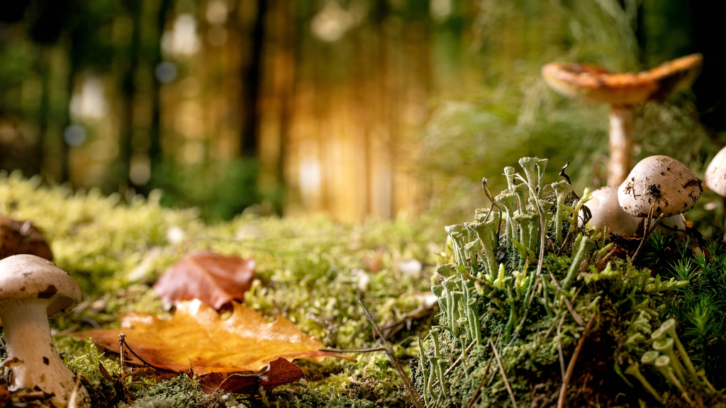 Champéry en automne : randonnées, champignons et nature